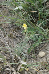Linaria macroura