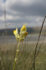 Linaria macroura