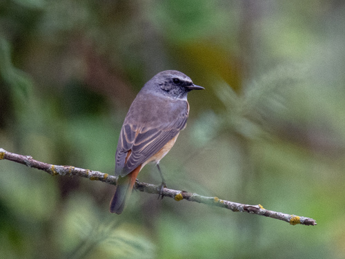 Common Redstart