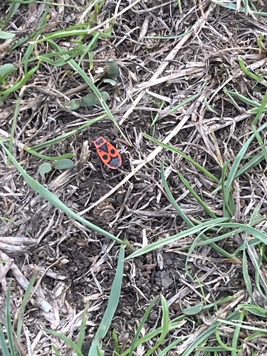 European Firebug