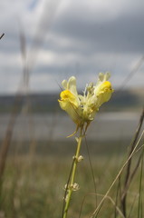 Linaria macroura