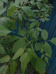 Acer negundo