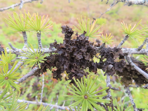 Fringed Wrinkle Lichen