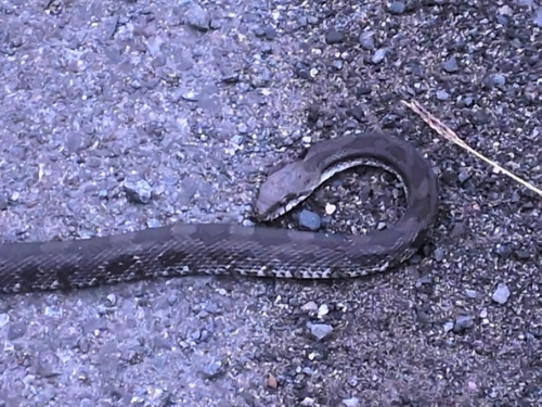 Central Ratsnake