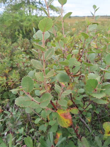 swamp birch