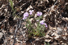Glandularia latilobata