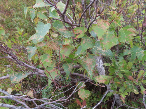 gray birch
