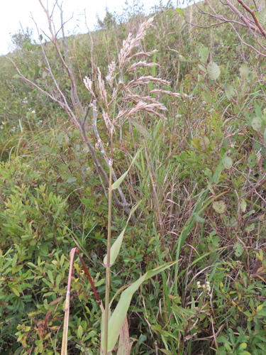 American common reed