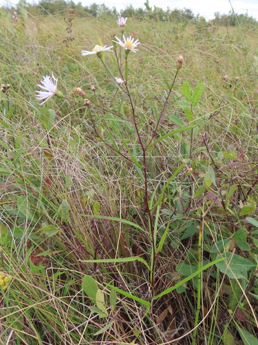 northern bog aster