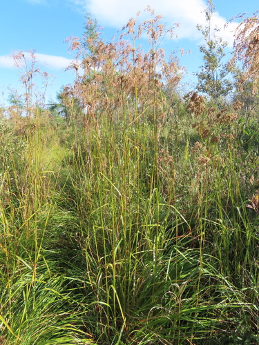 Long's Bulrush