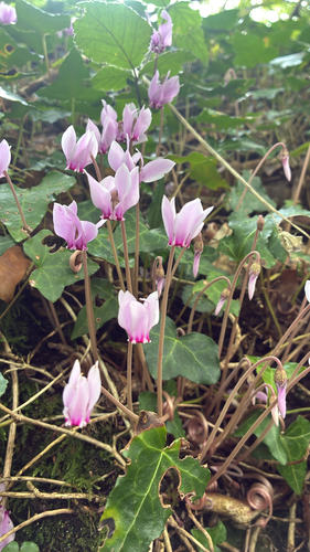 Ivy-leaved cyclamen