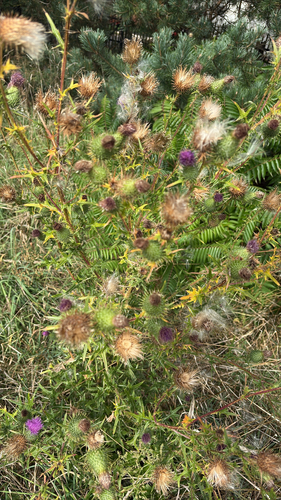 Bull Thistle