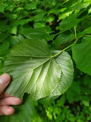 Physemocecis hartigi