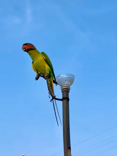 Long-tailed Parakeet (Common)