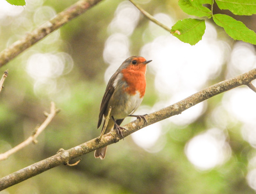 European Robin