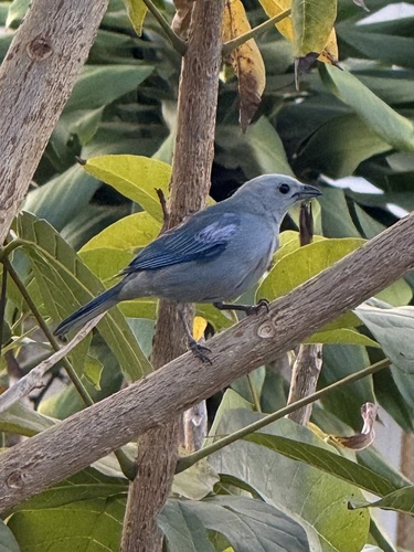 Sayaca Tanager
