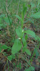 Polygonatum humile