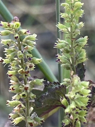 Basilicum polystachyon observed 2026-09-17