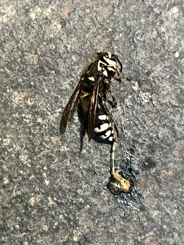 Bald-faced Hornet