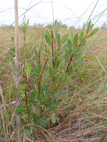 bog willow