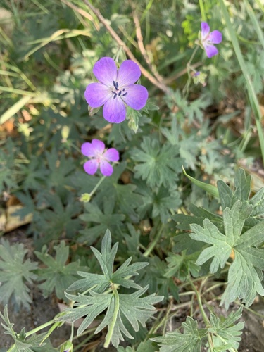 Geranium collinum, photograph 2