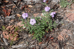 Glandularia latilobata