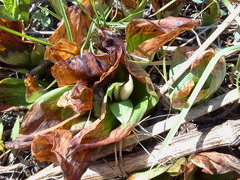 Galearis spectabilis