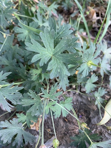 Geranium collinum, photograph 3