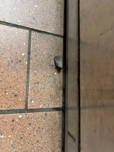 Spotted Lanternfly
