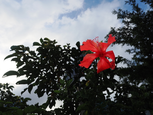 Red Hibiscus