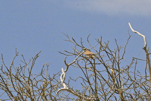 Nankeen Kestrel