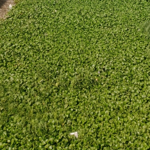 common water hyacinth