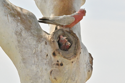 Galah