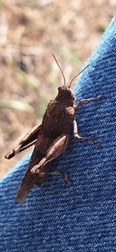 Blue-winged Grasshopper