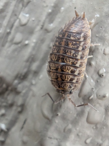 Rathke's Woodlouse