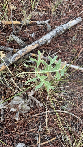 Field Eryngo