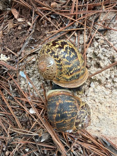 Garden Snail