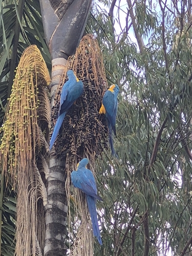 Blue-and-yellow Macaw