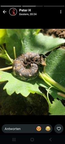 Convolvulus Hawkmoth
