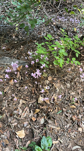Ivy-leaved cyclamen
