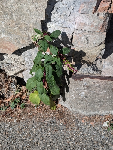 American pokeweed