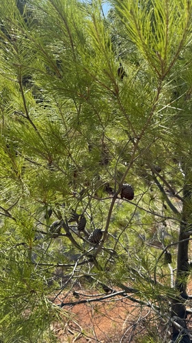 Aleppo pine