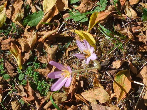 Autumn Crocus