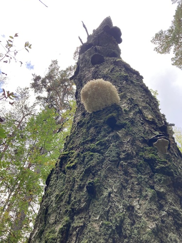 Coral tooth fungus