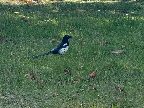 Eurasian Magpie
