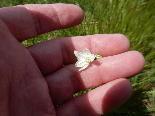 iNaturalist observation photo of white brodiaea