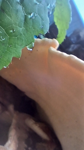 Giant Polypore