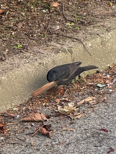 Eurasian Blackbird
