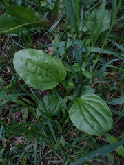 Plantago major