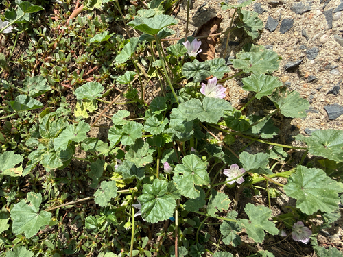 dwarf mallow